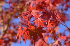 紅葉5