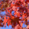 紅葉5