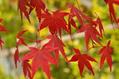 紅葉4
