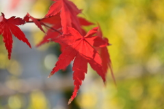 紅葉10