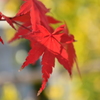 紅葉10