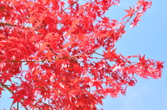 紅葉12