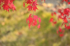 紅葉13