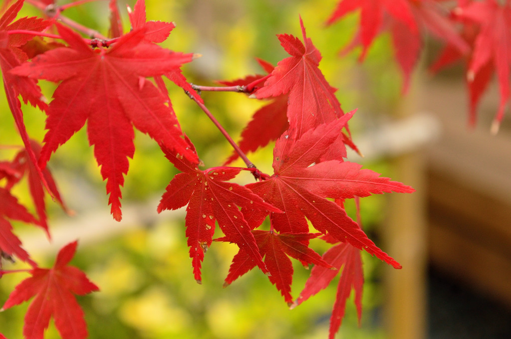 紅葉3