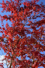 紅葉6