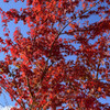 紅葉6