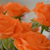 花4