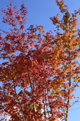 紅葉7