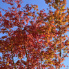 紅葉7