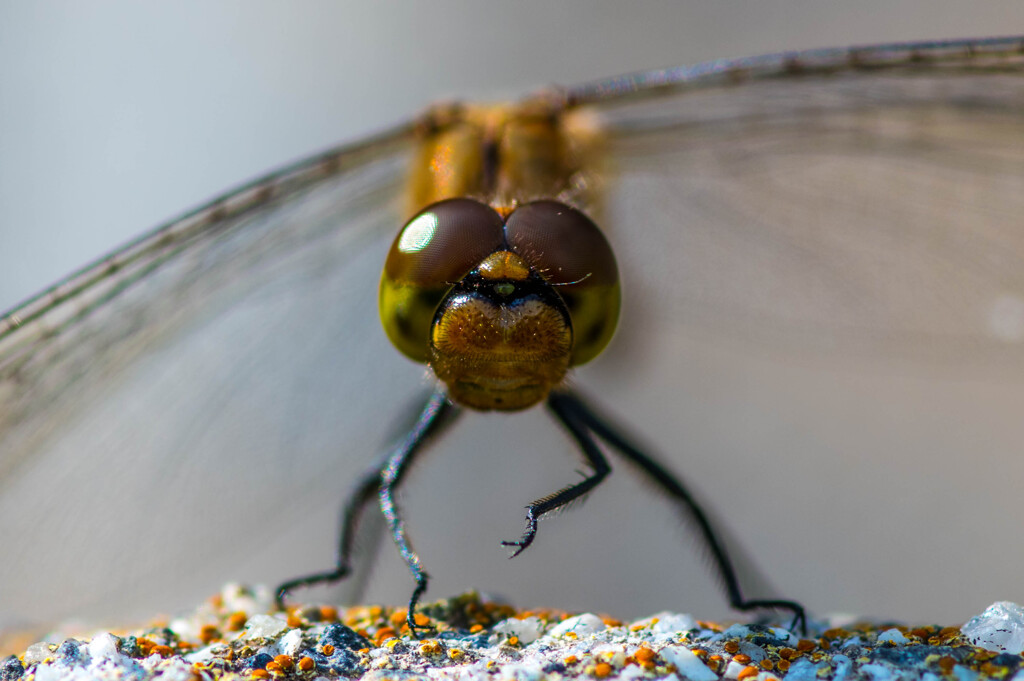 見張って見張って！
