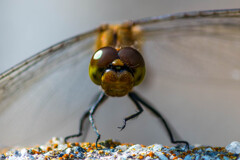 見張って見張って！