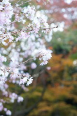 秋の桜