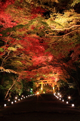 紅壁