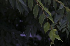 めぐみ