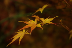 紅葉