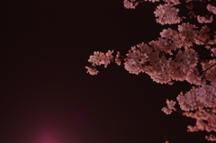 夜桜