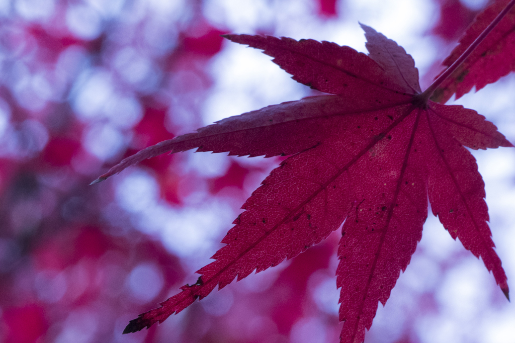 東福寺の紅葉