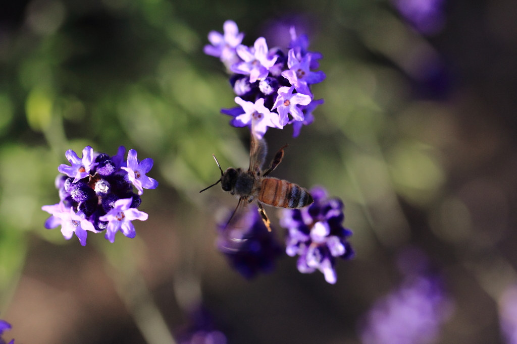 flying honey bee