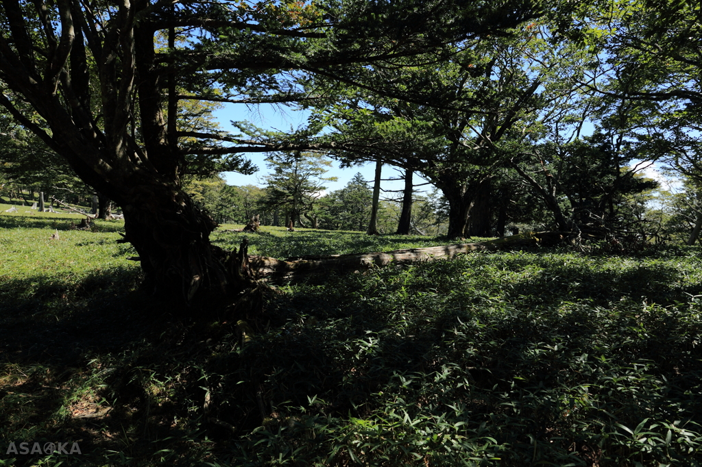 大台ヶ原7