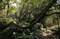 大阪50山泉南飯盛山3