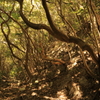 大阪50山高森山軍道1
