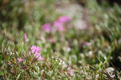 芝桜