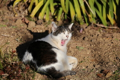 あくび猫