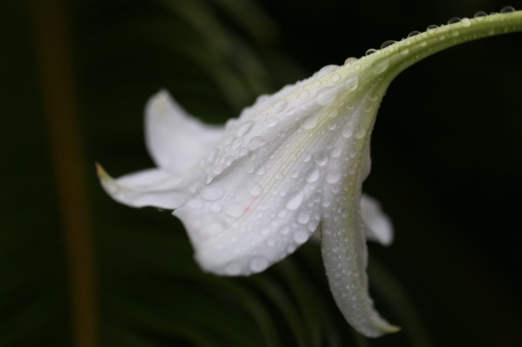 雨もまた楽しからずや6