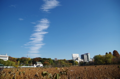 上野公園　お散歩日和4