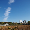 上野公園　お散歩日和4