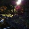 上野公園　お散歩日和8