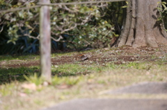 飛びます　1