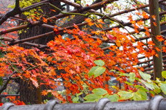 雨の上野公園1