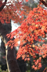 本土寺にて