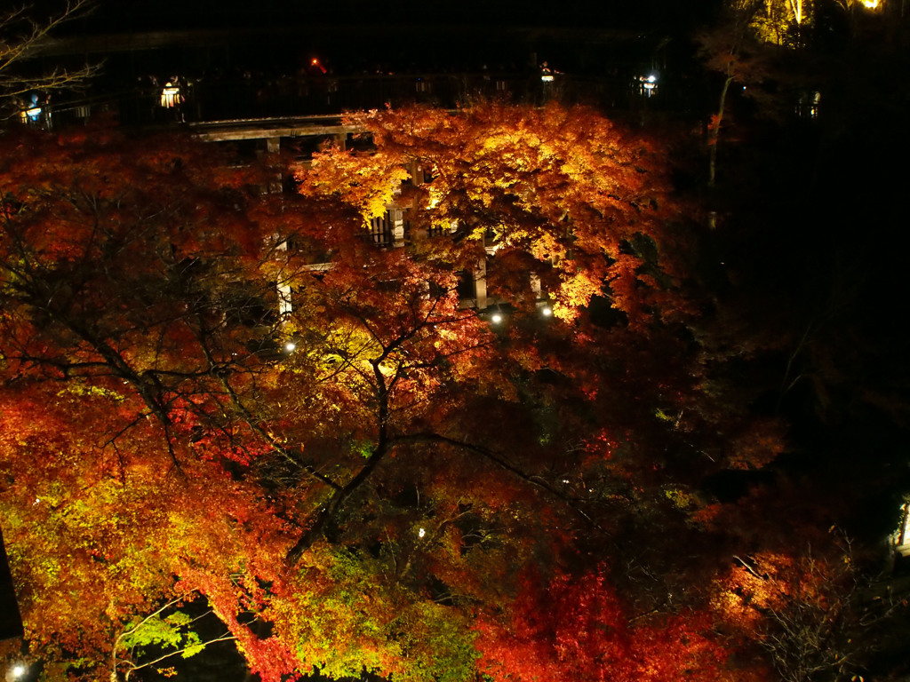 清水寺　紅葉ライトアップ1