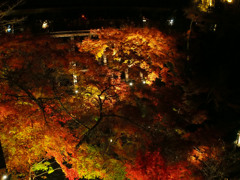 清水寺　紅葉ライトアップ1