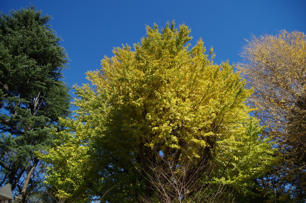 上野公園　お散歩日和1