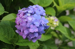 EOS MとSIGMAでお写んぽ6
