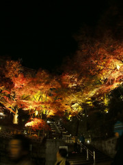 清水寺　紅葉ライトアップ4