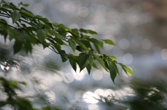 伊東市　松川遊歩道にて4