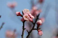 春ですね～
