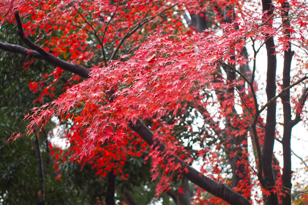 雨の上野公園3