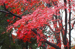 雨の上野公園3