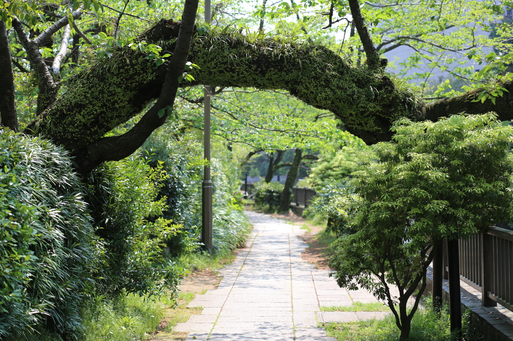 伊東市　松川遊歩道にて2
