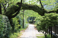 伊東市　松川遊歩道にて2