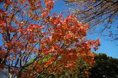 上野公園　お散歩日和2