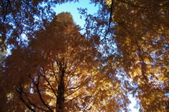 上野公園　お散歩日和5