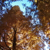 上野公園　お散歩日和5
