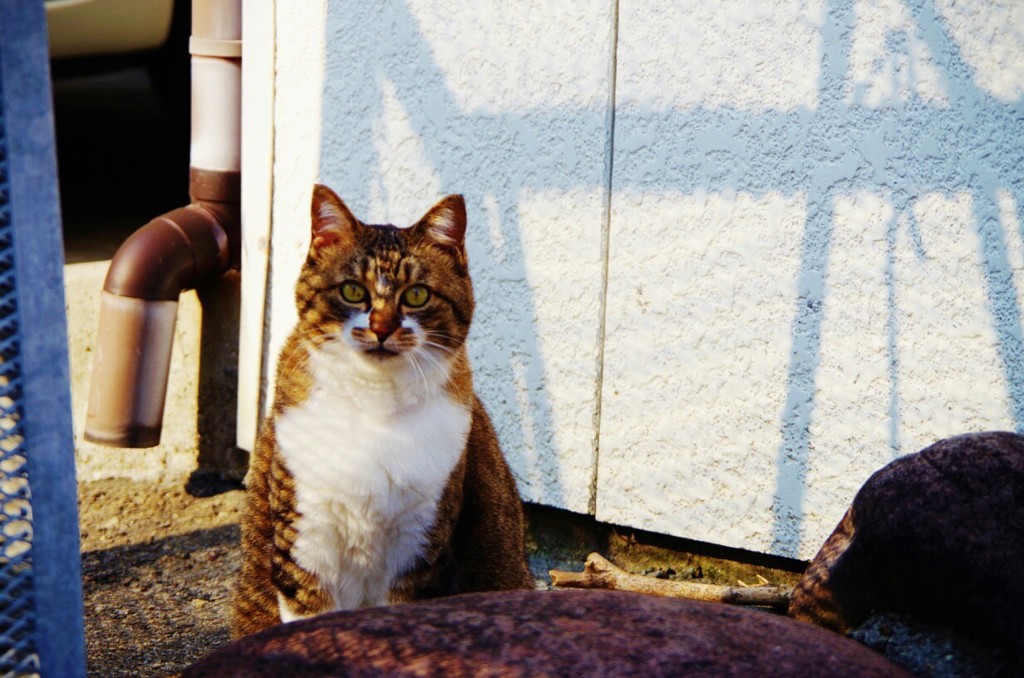 にゃん。