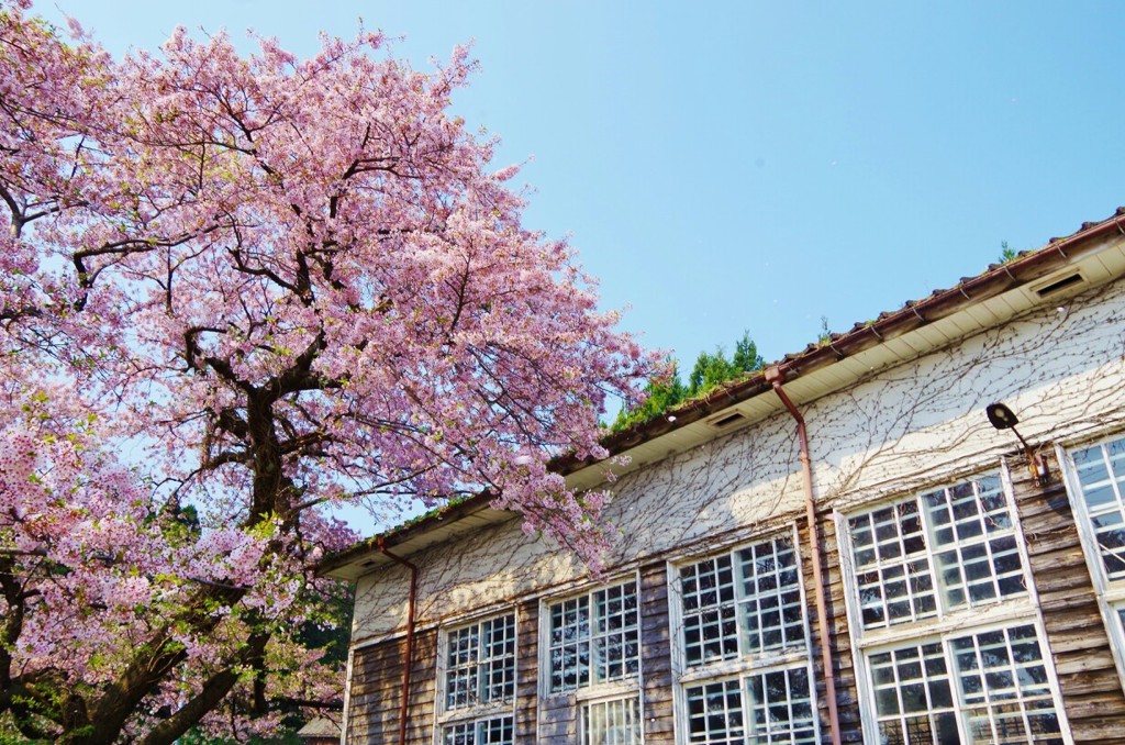 桜と廃校